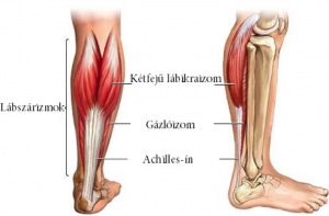 a lábszár anatómiája